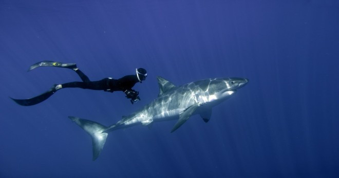 William Winram avec un Grand Requin Blanc © Luke Cresswell